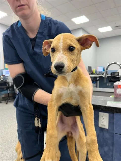 A baby medium-sized female Mixed Breed dog named Rubydoo for adoption in Palmetto, FL