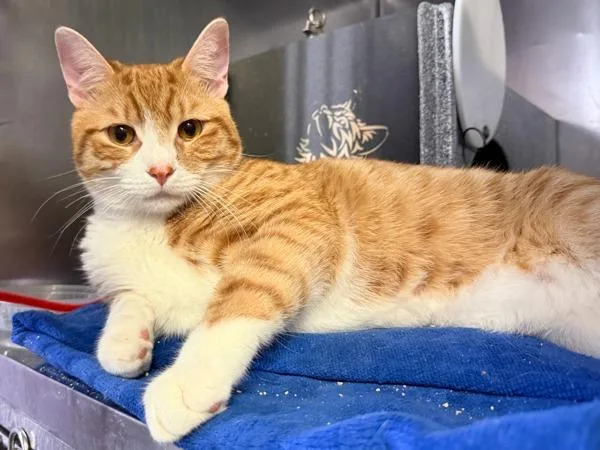 An adult large-sized male Domestic Short Hair cat named Draco for adoption in New York, NY