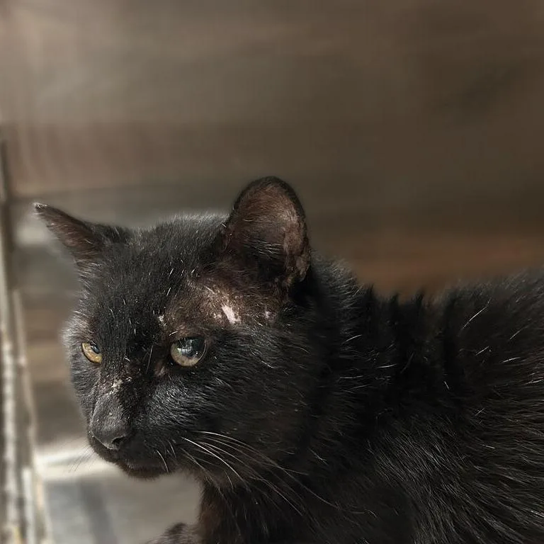 An adult large-sized male Black Domestic Short Hair cat named Adventure Keys for adoption in Davenport, IA