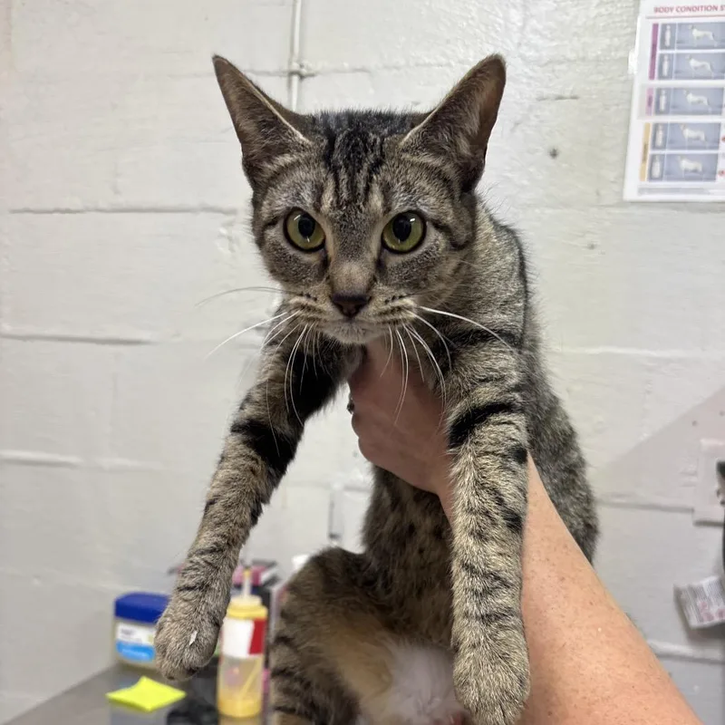 A baby medium-sized female Black Domestic Short Hair cat named Neveah for adoption in Clanton, AL