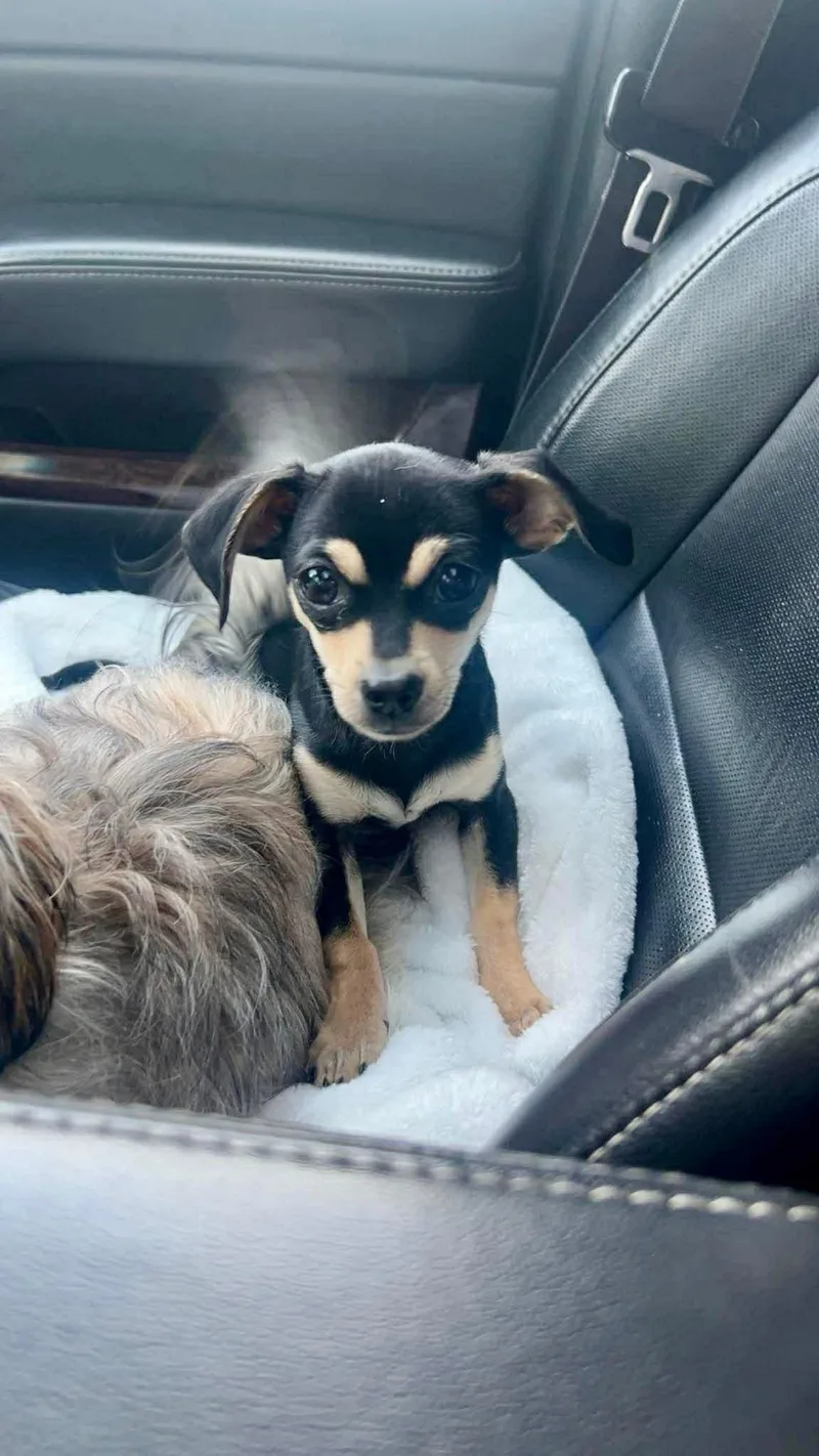 A baby small-sized male Chihuahua dog named Bruce for adoption in Saginaw, MI