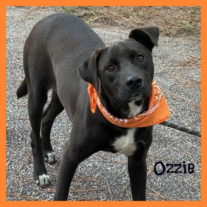 A young medium-sized male Black Mixed Breed dog named Ozzie for adoption in Sumter, SC