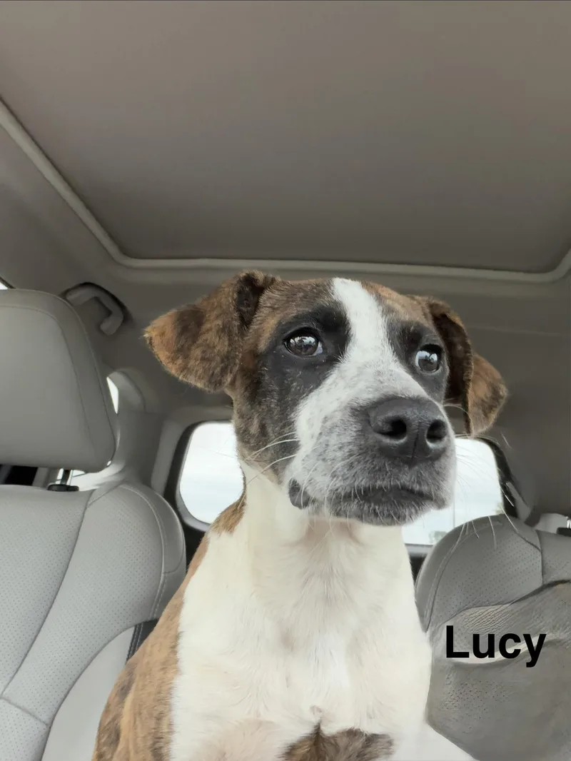 A young medium-sized female Hound dog named Lucy for adoption in Mobile, AL