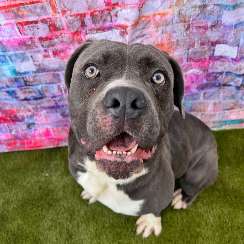 An adult large-sized male Gray / Blue / Silver Mixed Breed dog named Brutus for adoption in Warren, OH
