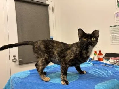 An adult medium-sized female Black Domestic Short Hair cat named Harlowe for adoption in Kansas City, MO