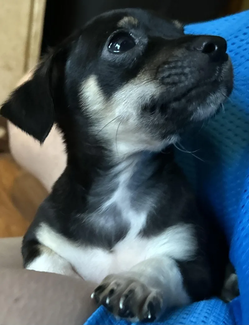 A baby small-sized female Chihuahua dog named Delilah for adoption in Lafayette Hill, PA