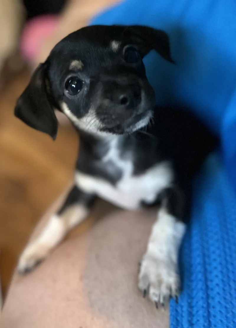 Delilah thumbnail 3