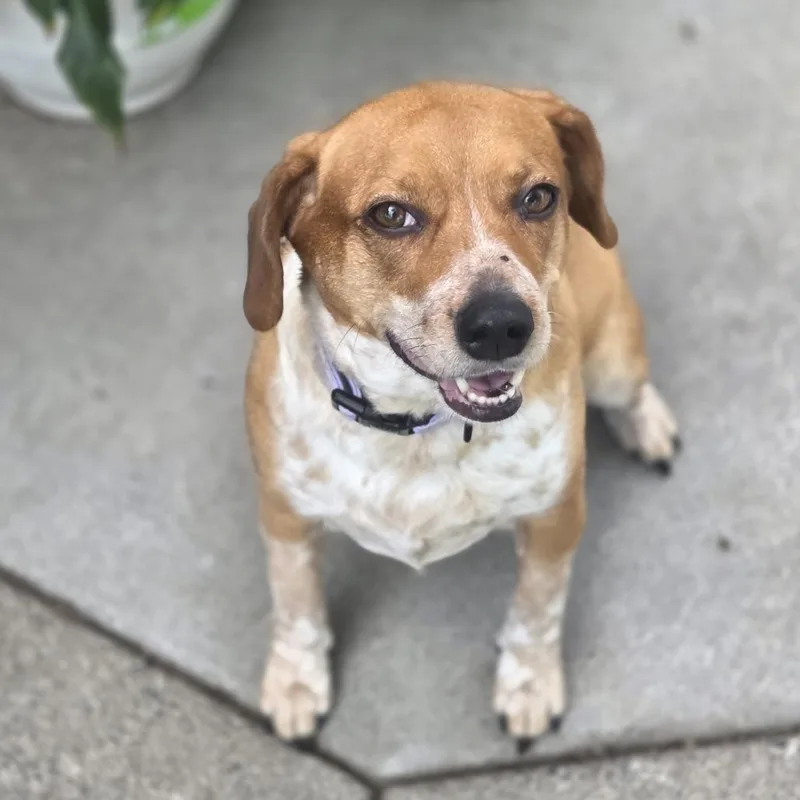 An adult medium-sized female Yellow / Tan / Blond / Fawn Beagle dog named Raya D for adoption in Princeton, MN