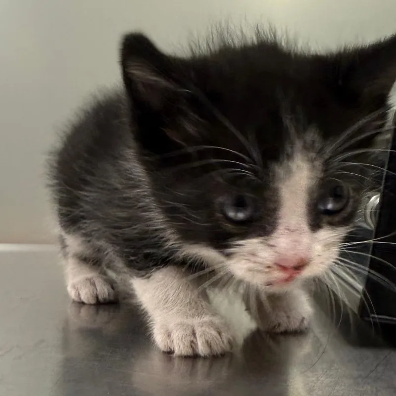 A baby small-sized male Black Domestic Short Hair cat named Jordan for adoption in Upland, CA