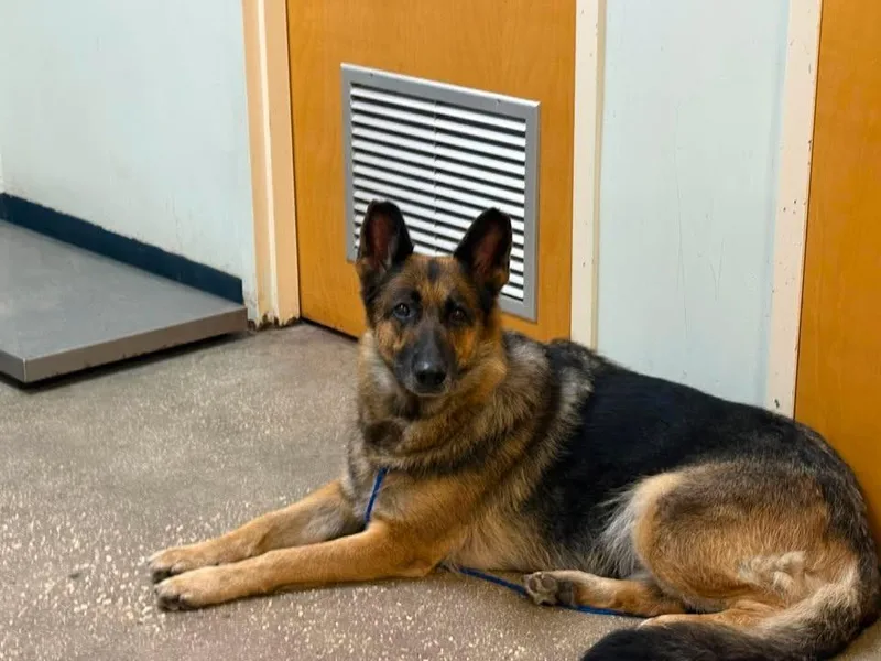An adult large-sized female Mixed Breed dog named Seraphina for adoption in Ocala, FL