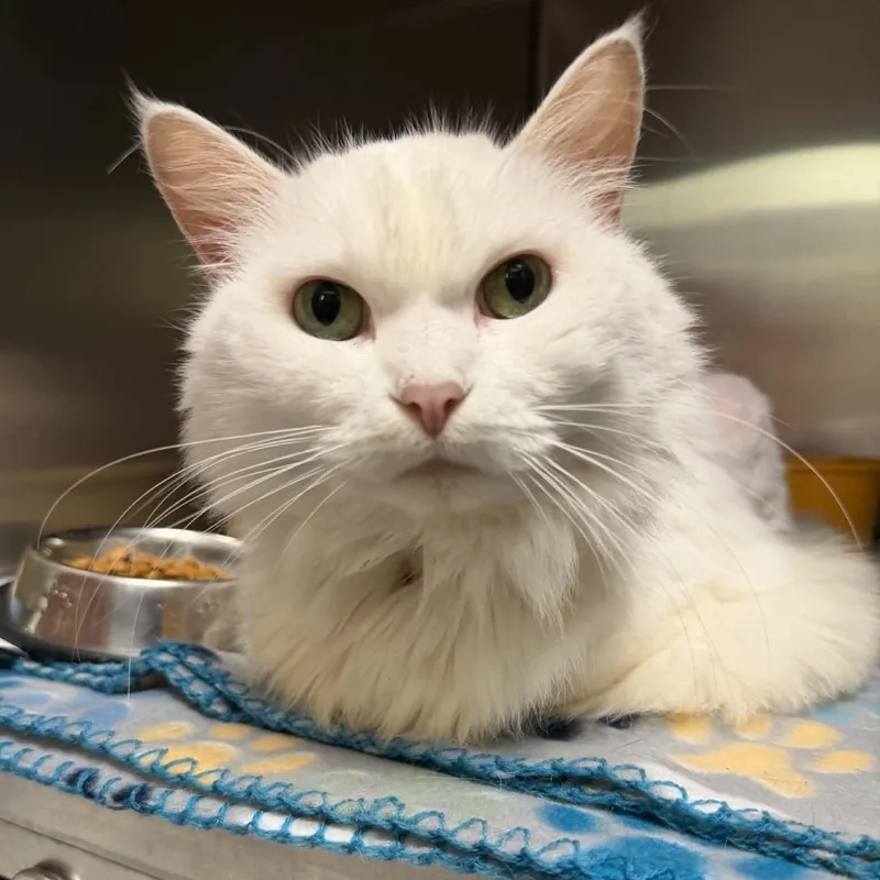An adult medium-sized female Domestic Long Hair cat named Quartz for adoption in Martinsville, IN