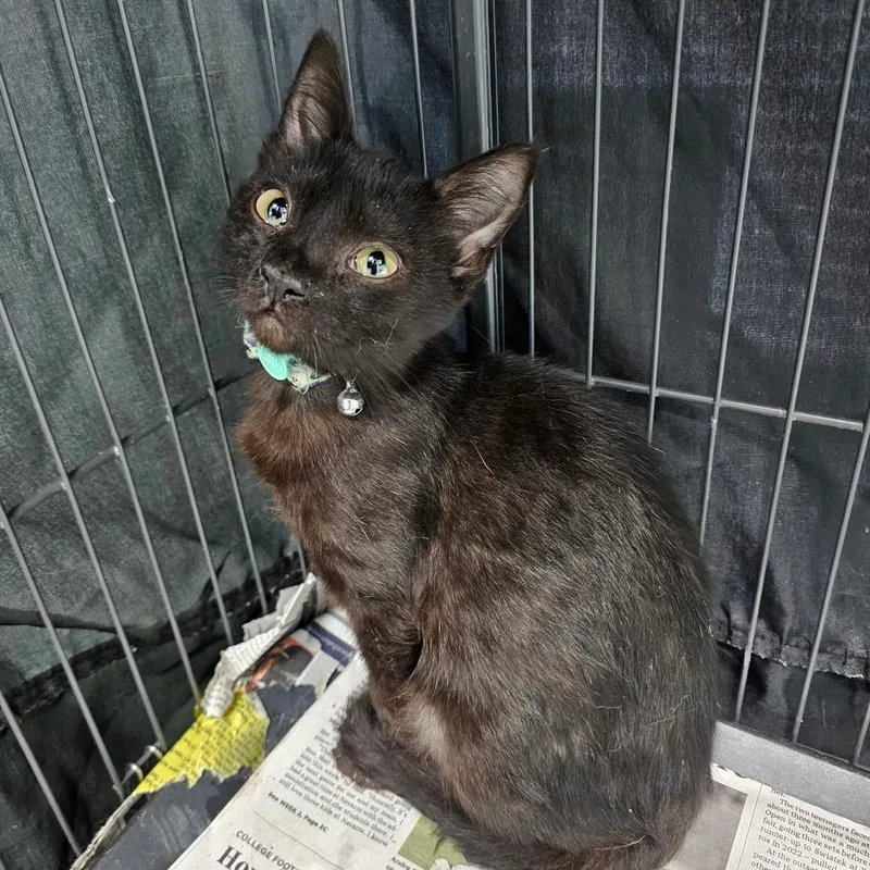A young small-sized male Black Domestic Medium Hair cat named Blackie for adoption in Milton, FL