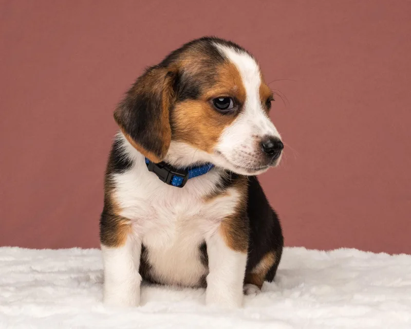A baby small-sized male Corgi dog named Blu for adoption in Aiken, SC