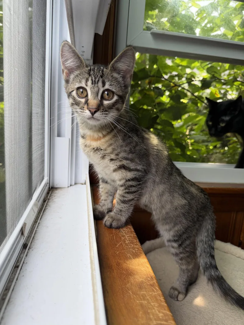 A baby medium-sized female Domestic Short Hair cat named Sherri for adoption in Rochester, NY
