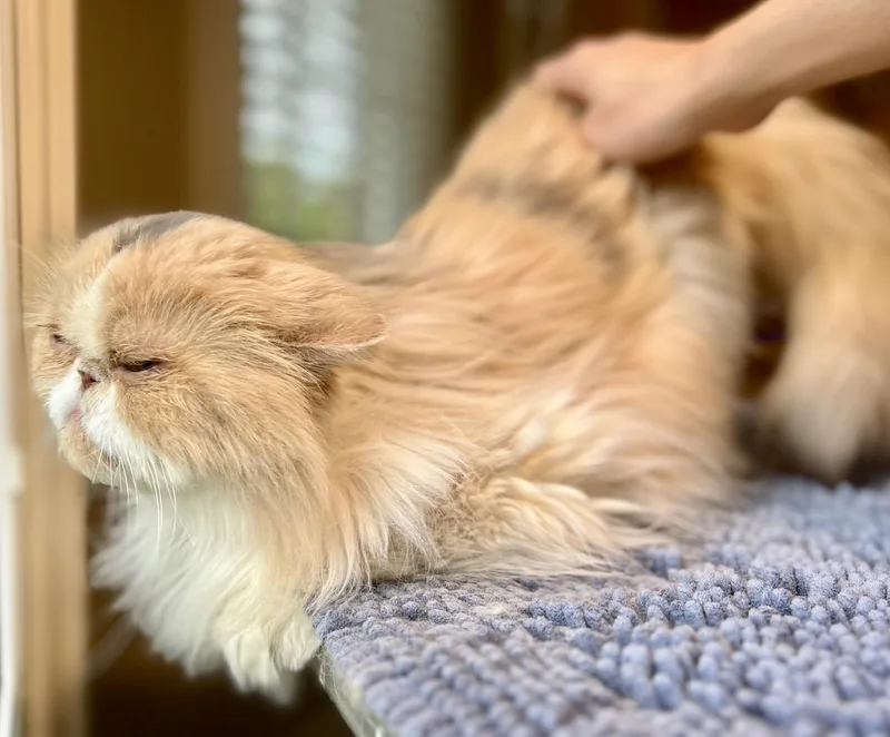 An adult medium-sized female Dilute Calico Persian cat named Lisette for adoption in valparaiso, IN