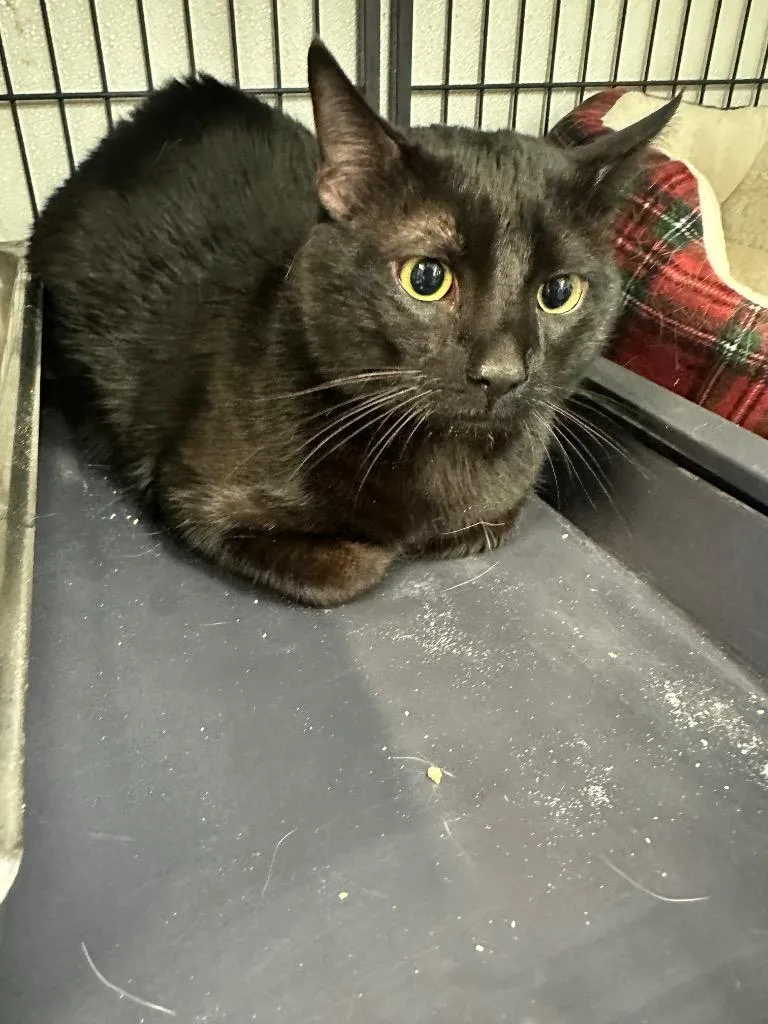 Salem
