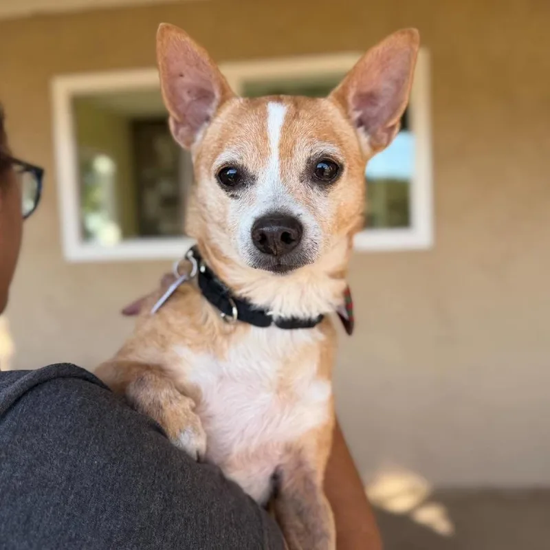 A senior small-sized male Brown / Chocolate Chihuahua dog named Maxamillion for adoption in Ramona, CA