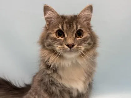 A young small-sized male Domestic Medium Hair cat named Milo for adoption in Golden Valley, MN