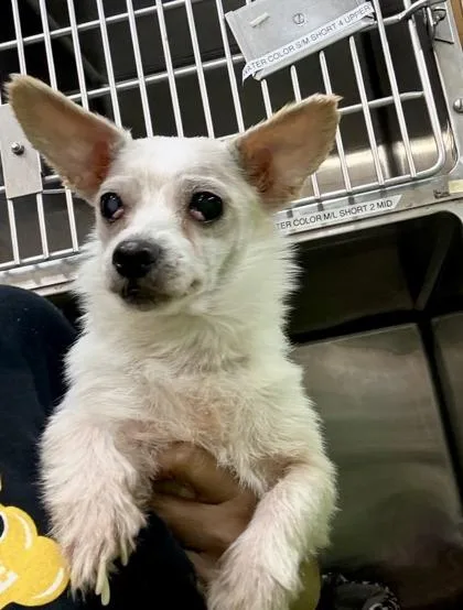 An adult small-sized female Chihuahua dog named Maraschino for adoption in New Orleans, LA