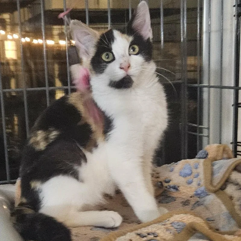 A baby medium-sized female Calico cat named Natalie for adoption in Rochester, NY