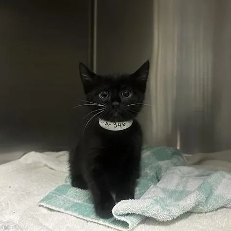 A baby small-sized male Black Domestic Short Hair cat named Milo for adoption in Pasadena, CA