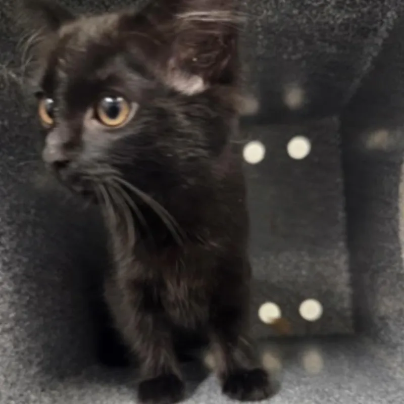 A baby small-sized female Black Domestic Long Hair cat named Mazikeen for adoption in Midland, TX