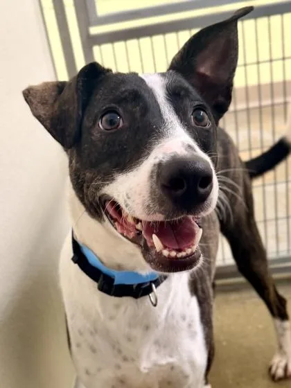 An adult medium-sized male Mixed Breed dog named Wilky for adoption in Cincinnati, OH