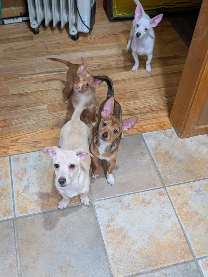 Mochi thumbnail 6