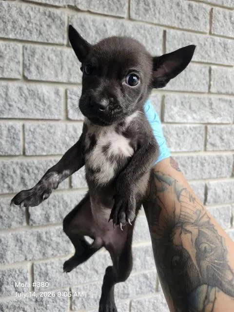 A baby small-sized female American Staffordshire Terrier dog named Argentina for adoption in San Antonio, TX