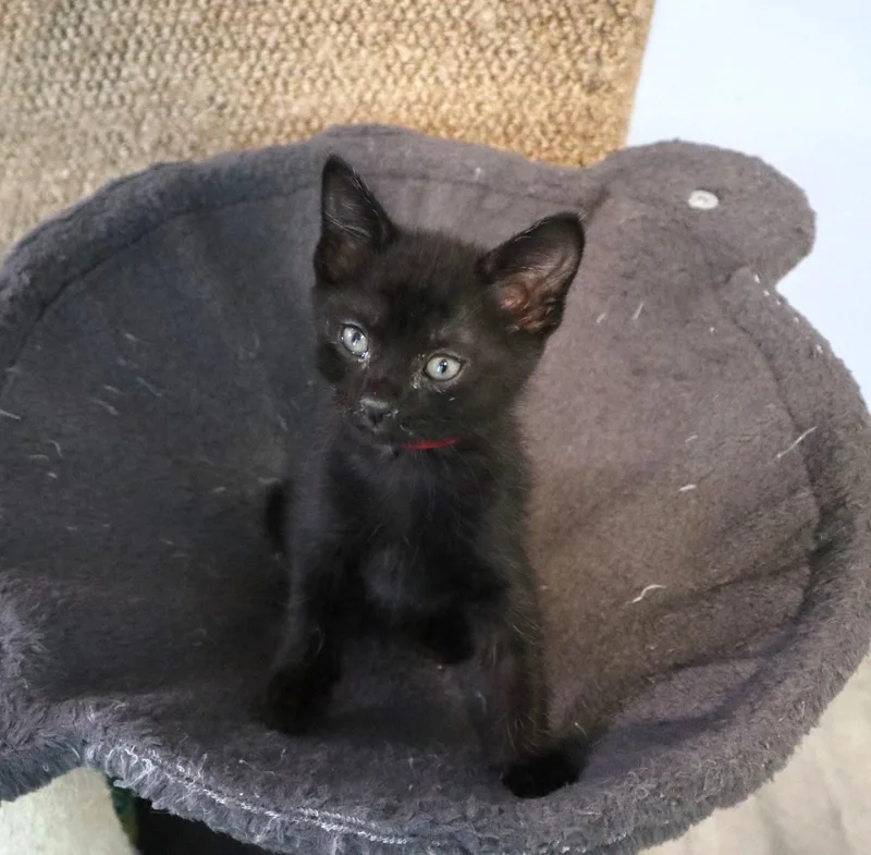 A baby medium-sized male Black Domestic Short Hair cat named Ratchet for adoption in Rossville, TN