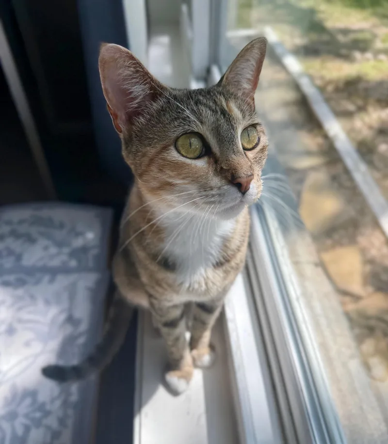 A young medium-sized female Tabby (Leopard / Spotted) Domestic Short Hair cat named Sunny for adoption in Angleton, TX