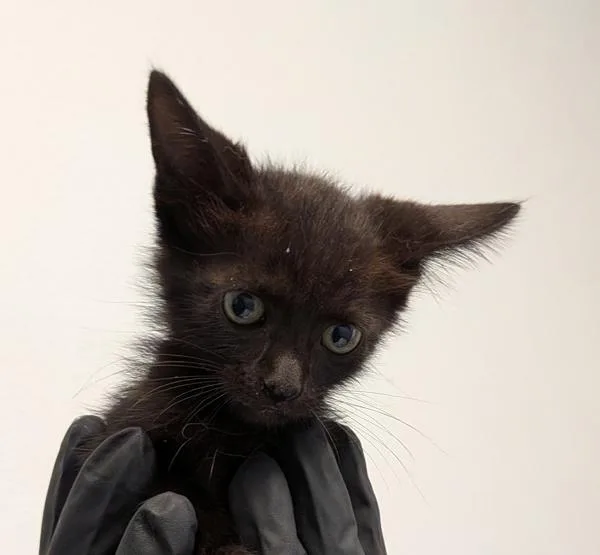 A baby small-sized male Domestic Short Hair cat named Modelo for adoption in San Diego, CA