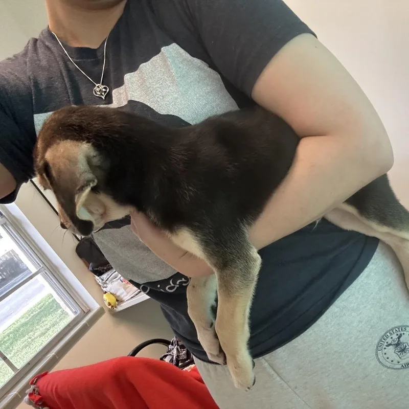A baby small-sized female Black Hound dog named Magnolia for adoption in San Antonio, TX