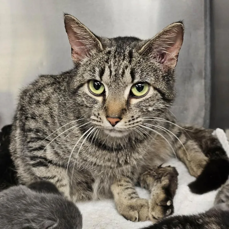 An adult medium-sized female Brown / Chocolate Domestic Short Hair cat named Winnie for adoption in Martinsville, VA