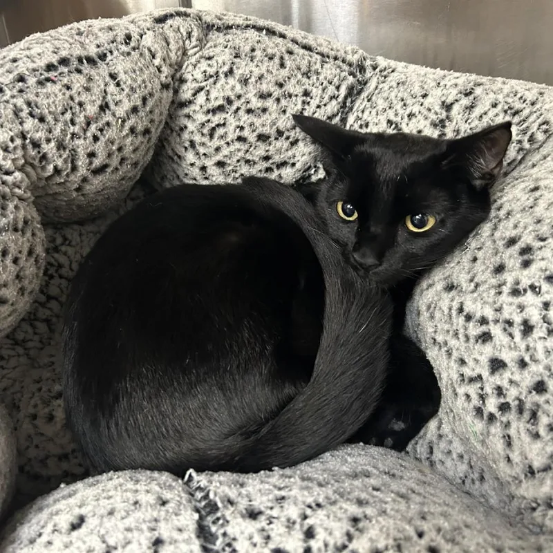 An adult medium-sized female Black Domestic Short Hair cat named Arriety for adoption in Lakewood, CO