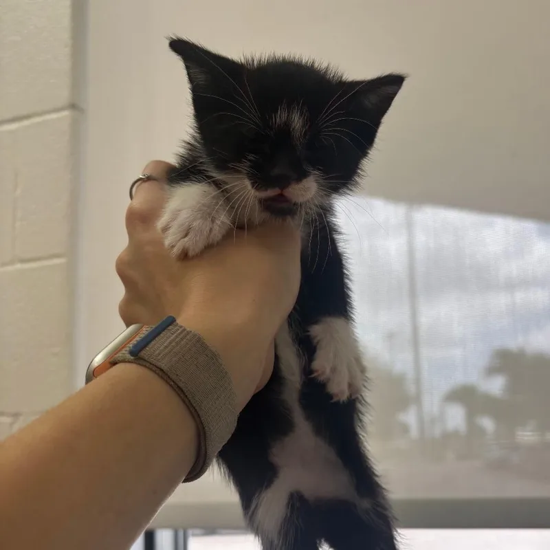 A baby small-sized male Domestic Short Hair cat named Fanta for adoption in Corpus Christi, TX