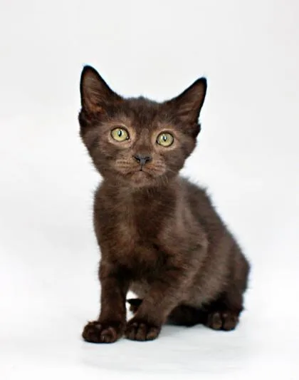 A baby small-sized male Domestic Short Hair cat named Robin for adoption in Morton Grove, IL
