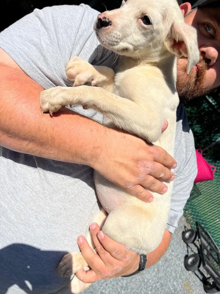 A baby medium-sized female Mixed Breed dog named Chyanne for adoption in Mount Gilead, NC