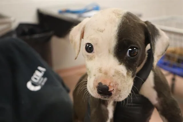 A baby small-sized male Mixed Breed dog named Edmond for adoption in Columbia, SC