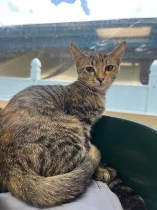 A baby small-sized female Domestic Short Hair cat named Swim Shady for adoption in Largo, FL