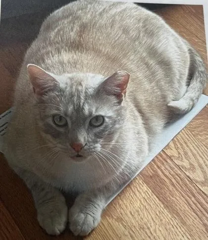 An adult large-sized male Domestic Short Hair cat named Sunny for adoption in Fairfax, VA