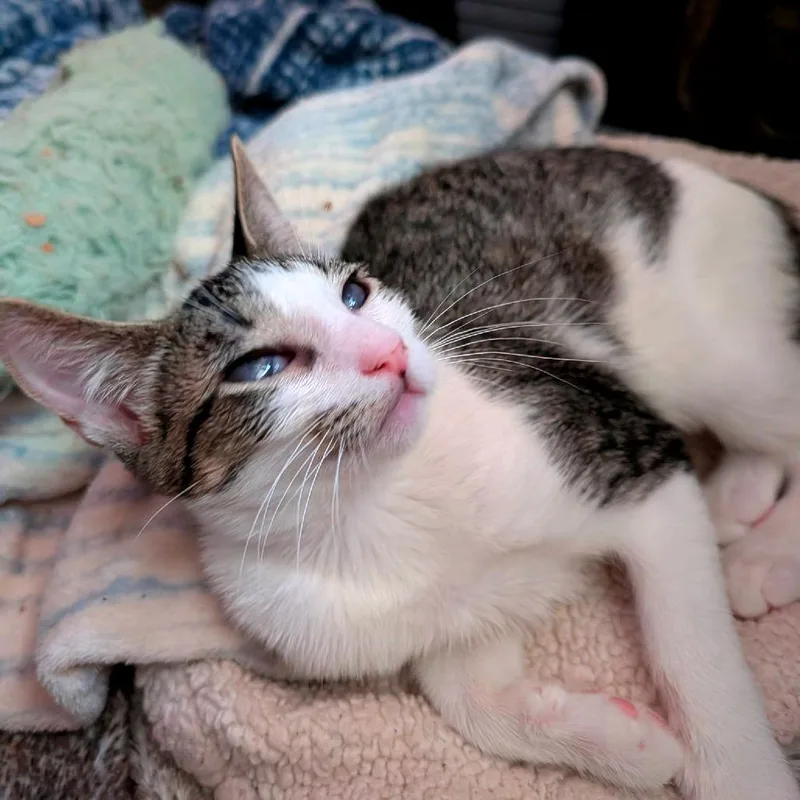 A baby small-sized female Gray / Blue / Silver Domestic Short Hair cat named Who's There for adoption in Boerne, TX