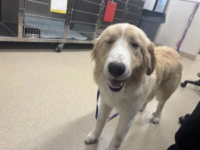 A young large-sized female Great Pyrenees dog named Evangeline for adoption in Grand Prairie, TX