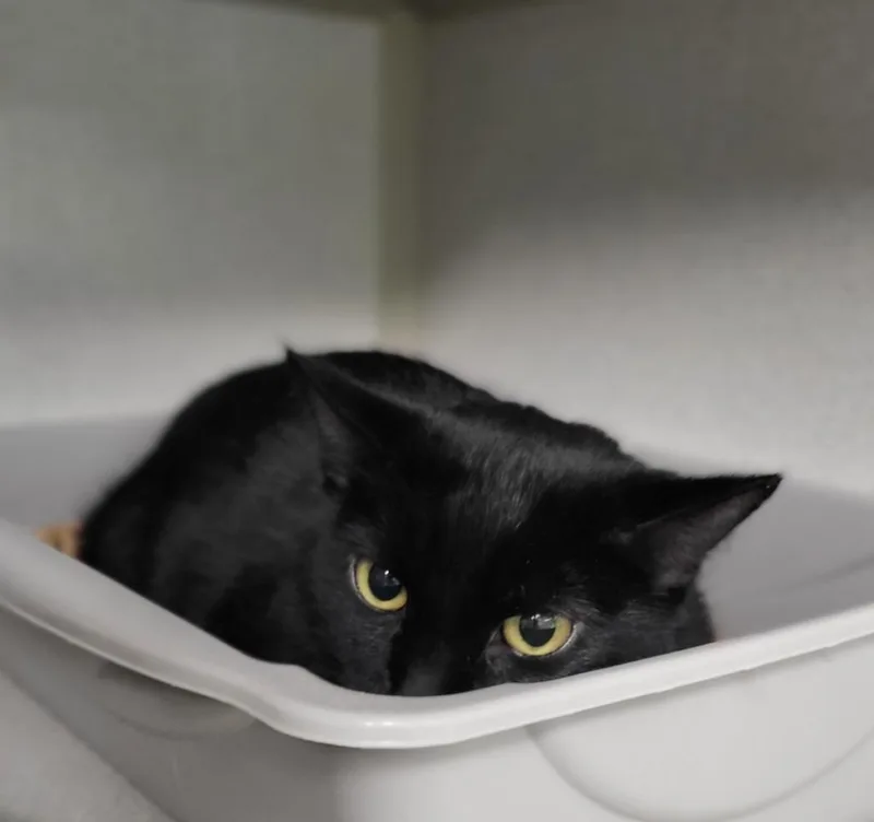 An adult medium-sized female Domestic Short Hair cat named Emmalisa for adoption in Bloomington, IN