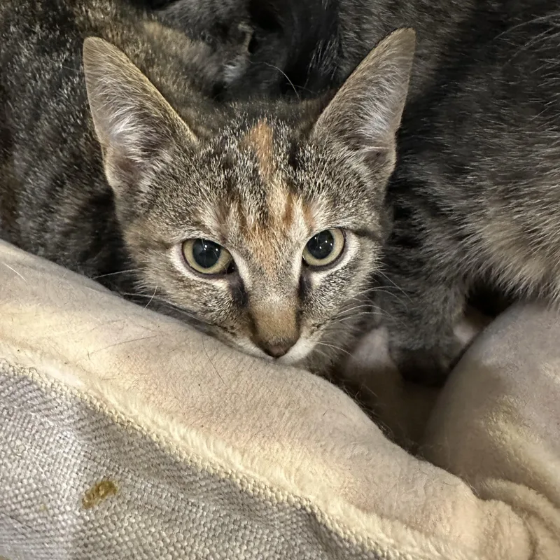 A baby medium-sized female Torbie Domestic Short Hair cat named Annabelle for adoption in Chicago, IL