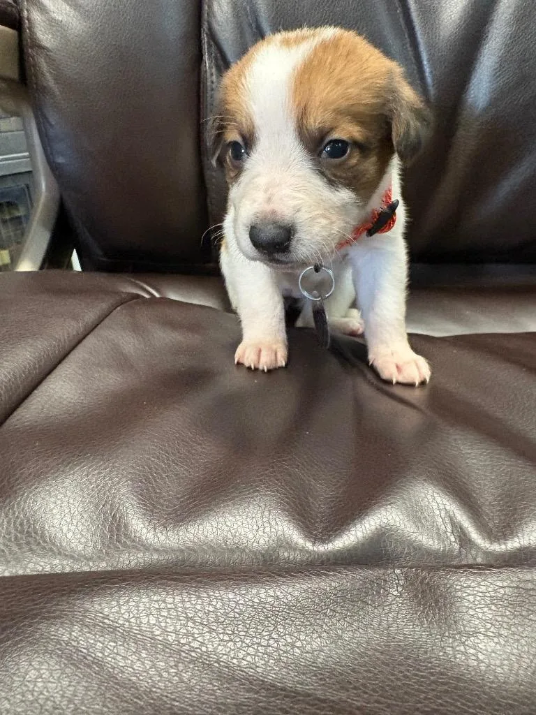 A baby medium-sized female German Shepherd Dog dog named Arachne for adoption in Reno, NV