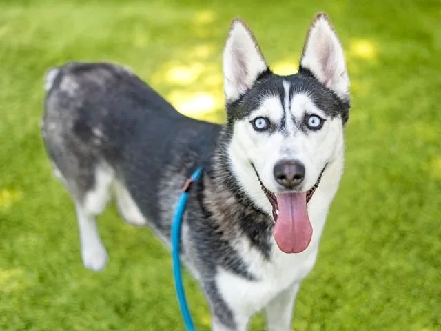 A young large-sized female Siberian Husky dog named Rigatoni for adoption in San Jose, CA