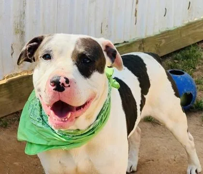An adult large-sized male Mixed Breed dog named Van Wilder $ for adoption in Seneca, SC