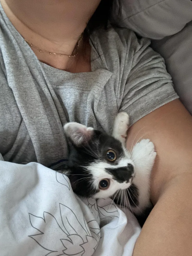 A baby medium-sized female Black & White / Tuxedo Domestic Short Hair cat named The Niners Billie for adoption in Leesburg, VA