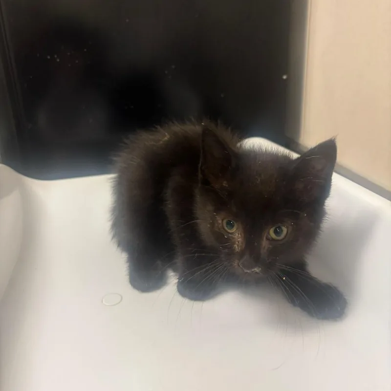 A baby medium-sized male Black Domestic Medium Hair cat named Skillet for adoption in Chicago, IL